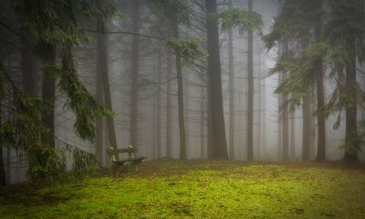 bigfoot, pennsylvania bigfoot