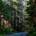 Wisconsin Driver Sees Bigfoot