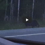 Controversial Video Shows ‘Humanoid Stalking’ Moose in Canada