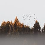 Listen to New Report of Dogman in California