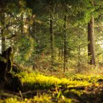 ‘Sasquatch’ Sighting in Washington